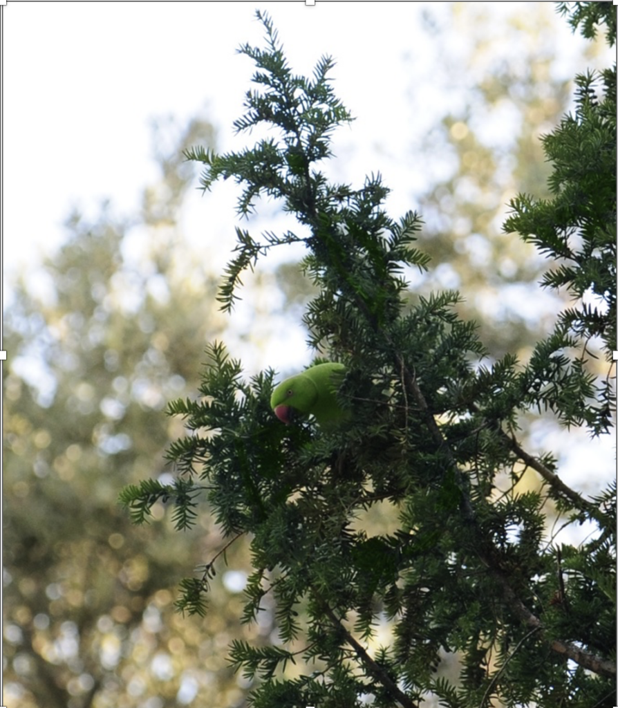 green bird from prior photo brightened as well as some more colour added to the branches of the tree 